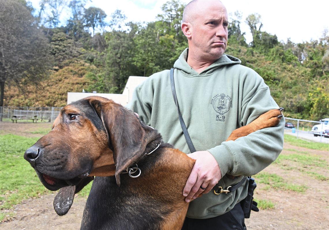 bloodhound tracking certification