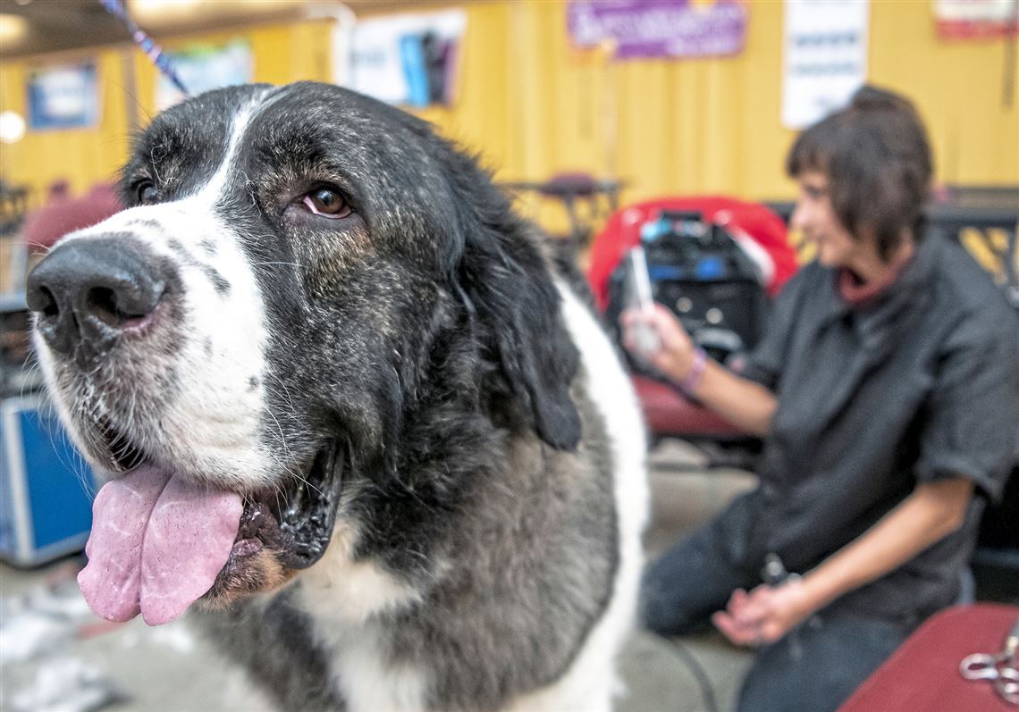 Pet Events Take Your Dog To The Pet Expo Play Bingo For Horse S Sake Pittsburgh Post Gazette