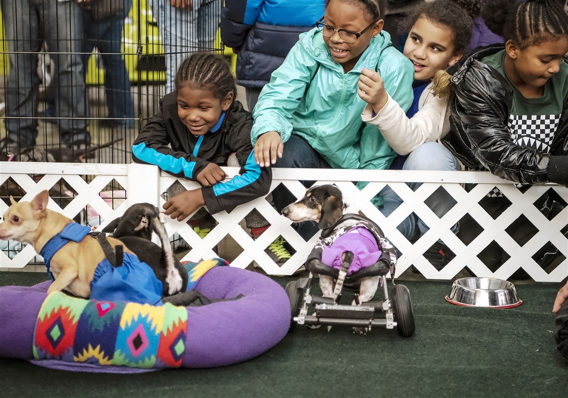 Pet Tales Some Dogs Walk On 2 Legs Others Leap 20 Feet At Pet Expo Pittsburgh Post Gazette