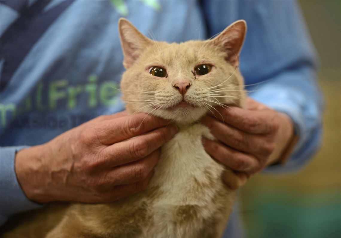 Pet events: 'Cat Daddy' adds star power to Animal Friends fundraiser