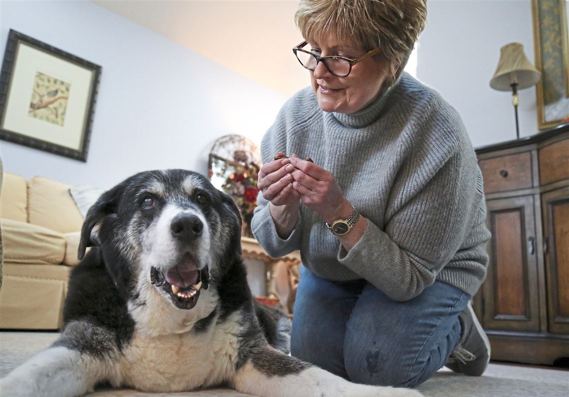 Cbd Oil Eases Anxiety Pain In Dogs And Cats Owners Say Pittsburgh Post Gazette