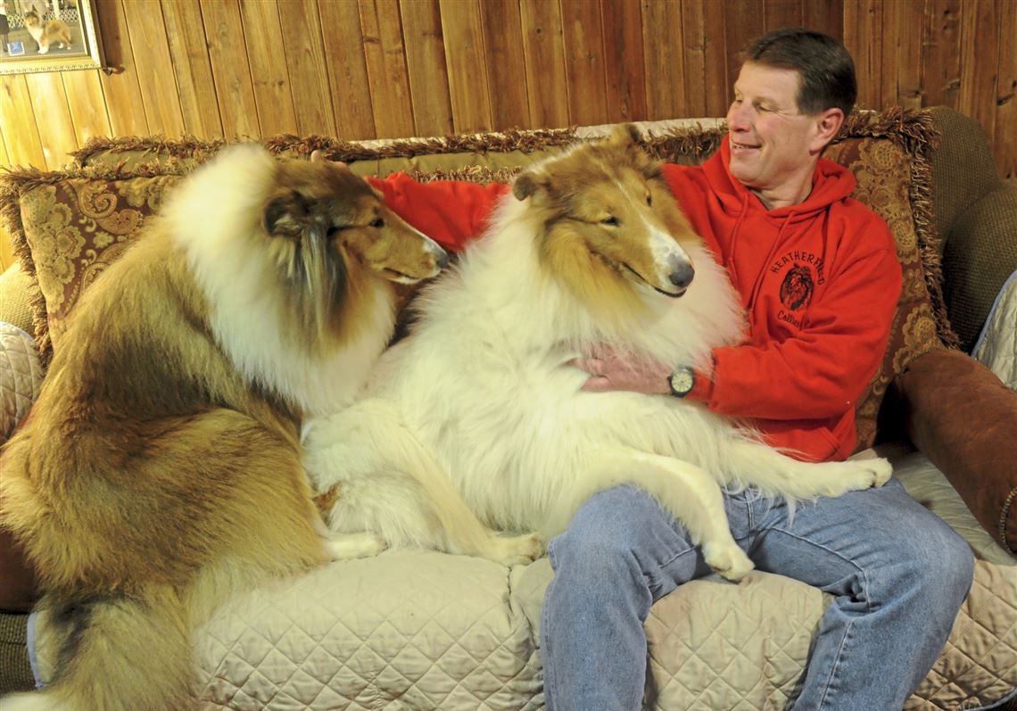 rough collie herding sheep