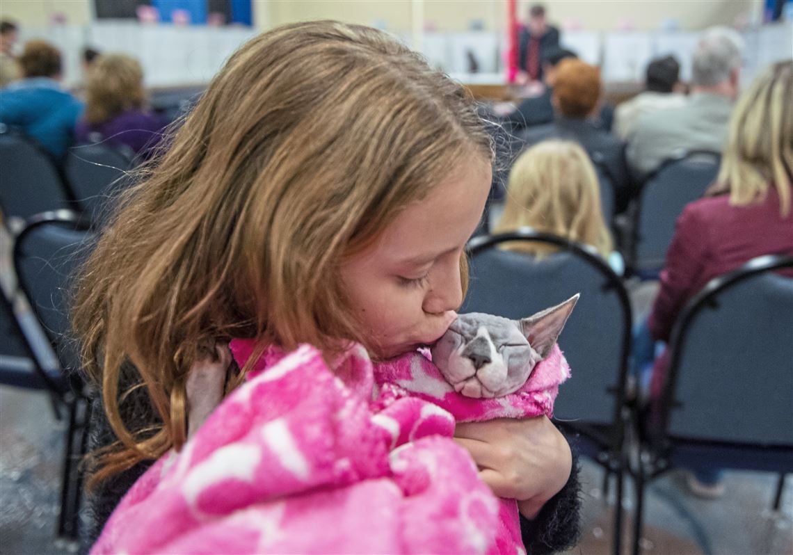 Fancy felines saunter their way into hearts of judges at Monroeville show