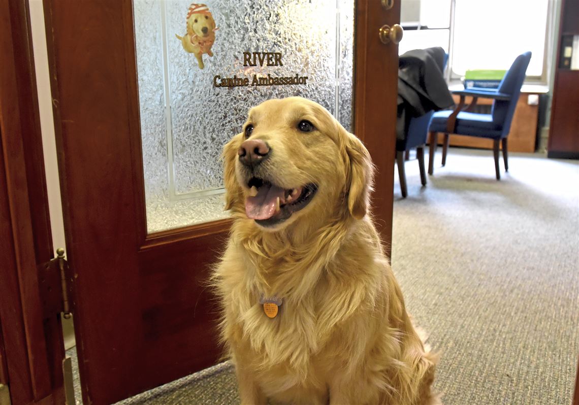 River packs up: Pittsburgh's first canine ambassador cruises into retirement