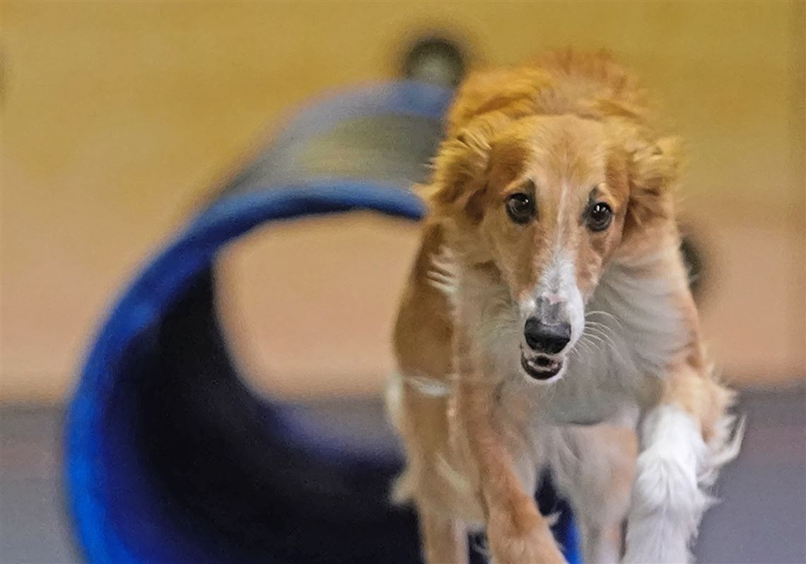 Penn Hills nonprofit helps find lost people with special needs