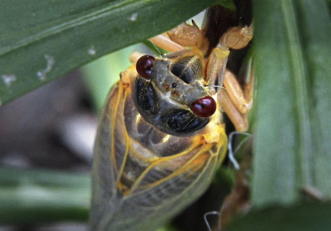 Cicadas will loudly announce their arrival this spring 