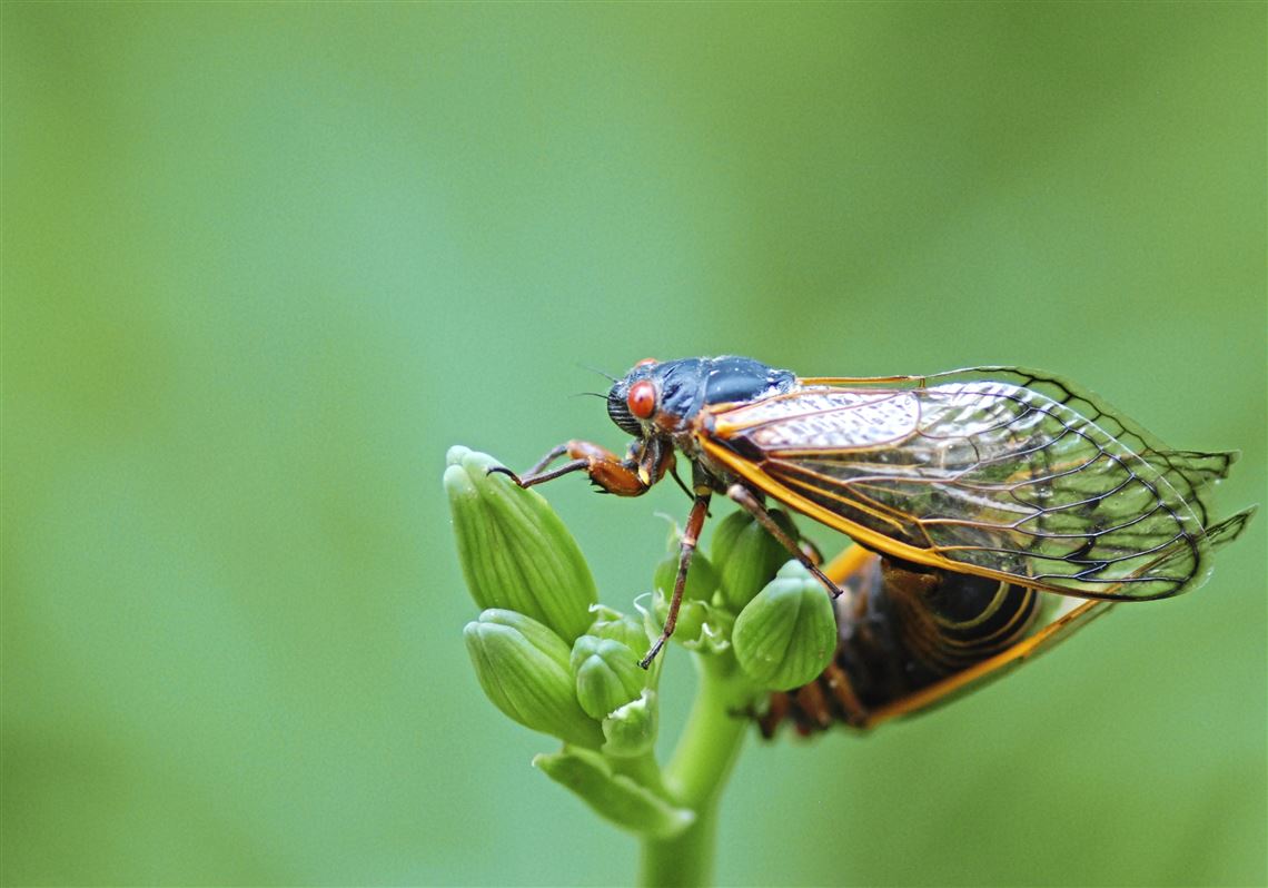 Cicadas are buzzing the 'burbs after 17 years underground ...