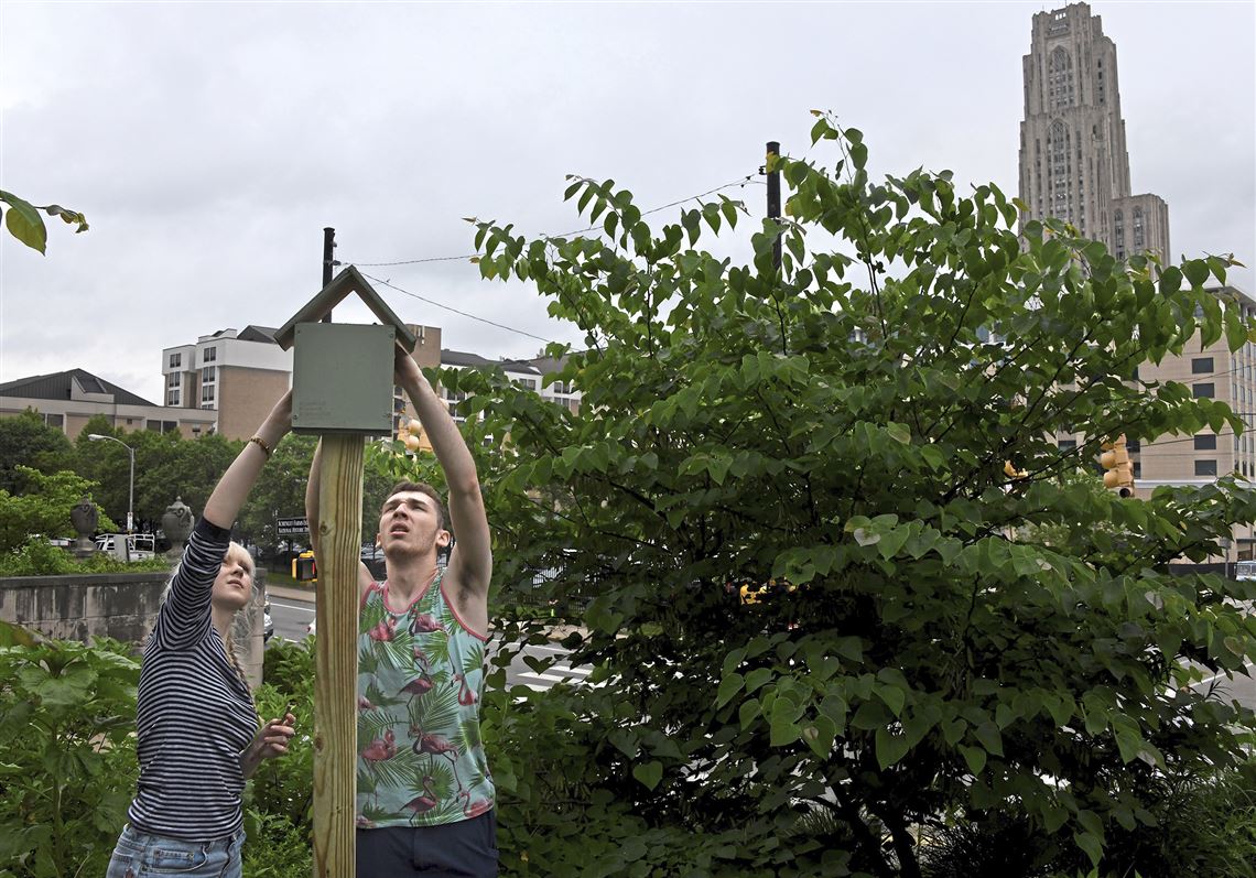 Pitt students act to build some buzz for native bees