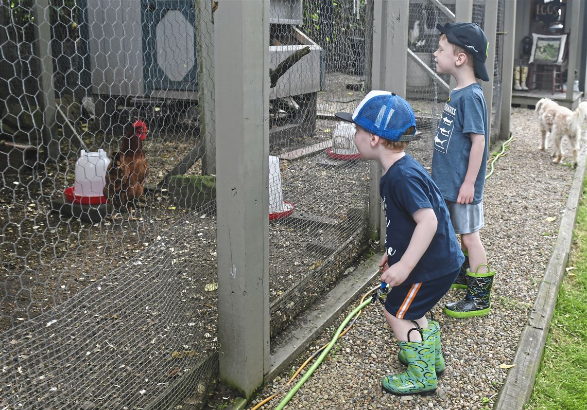 Pet Tales Urban coop tour shows chickens flocking throughout