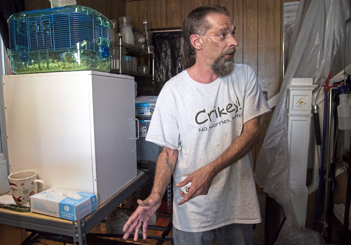 Police charge owner of alligator found loose in Beechview with animal cruelty