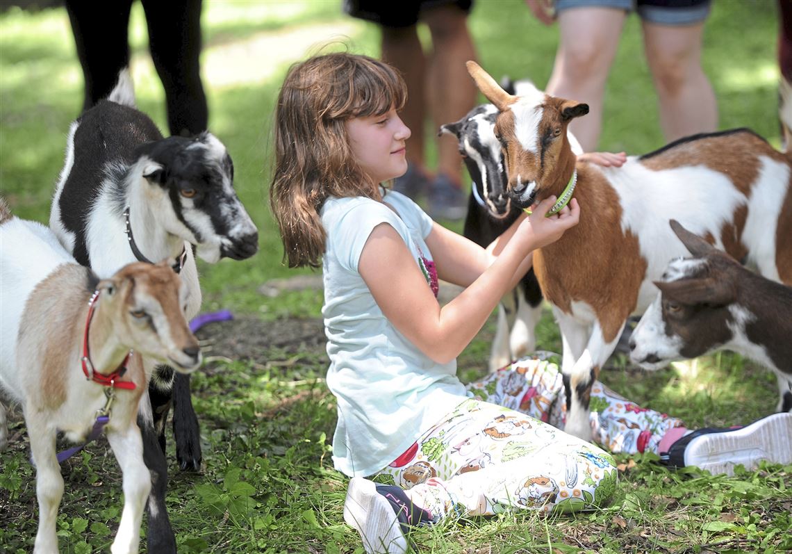 Pet Tales: At Goat Fest, the stars eat weeds and pose for selfies ...