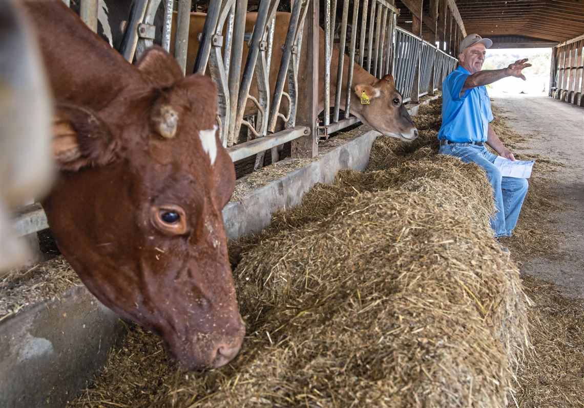 Keeping dairy in Pa.: Fayette County farmer's dreams of diversifying hinge on internet connection