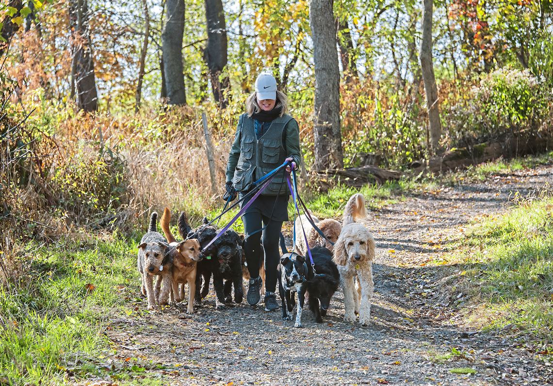 Towns have tougher dog laws to put a leash on nuisance
