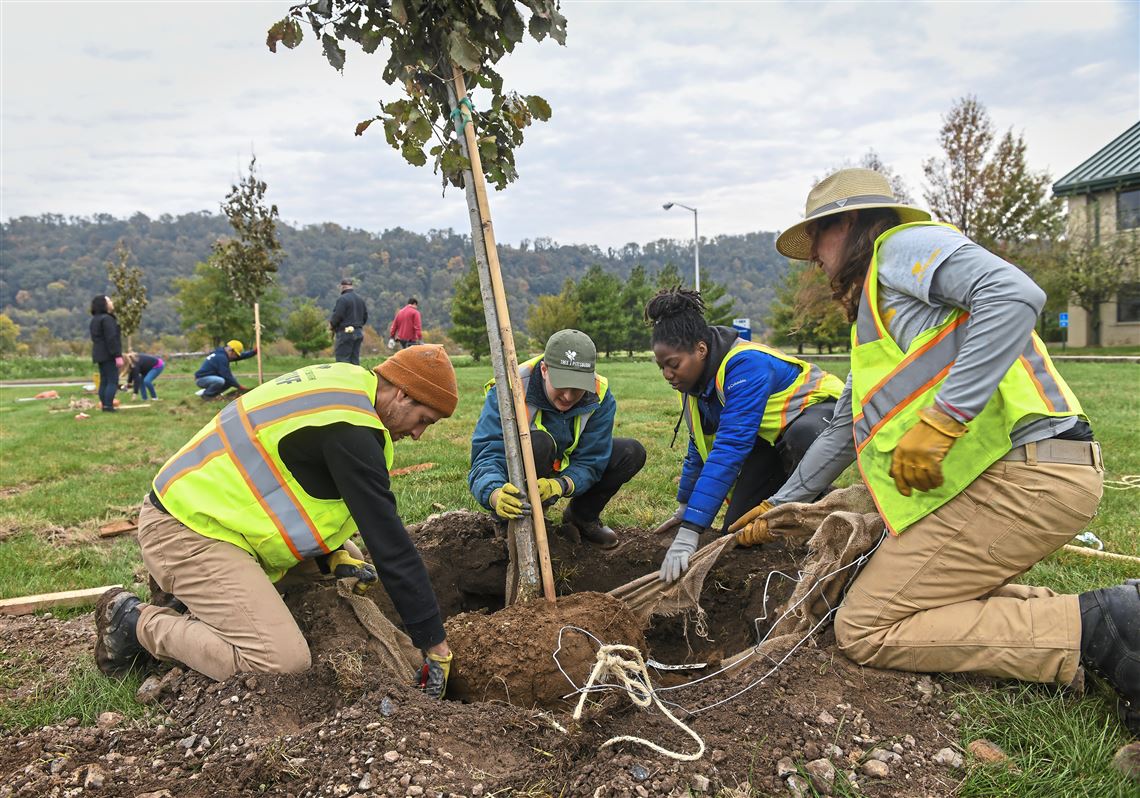 900万美元的树木资助将帮助重建阿勒格尼县的城市森林