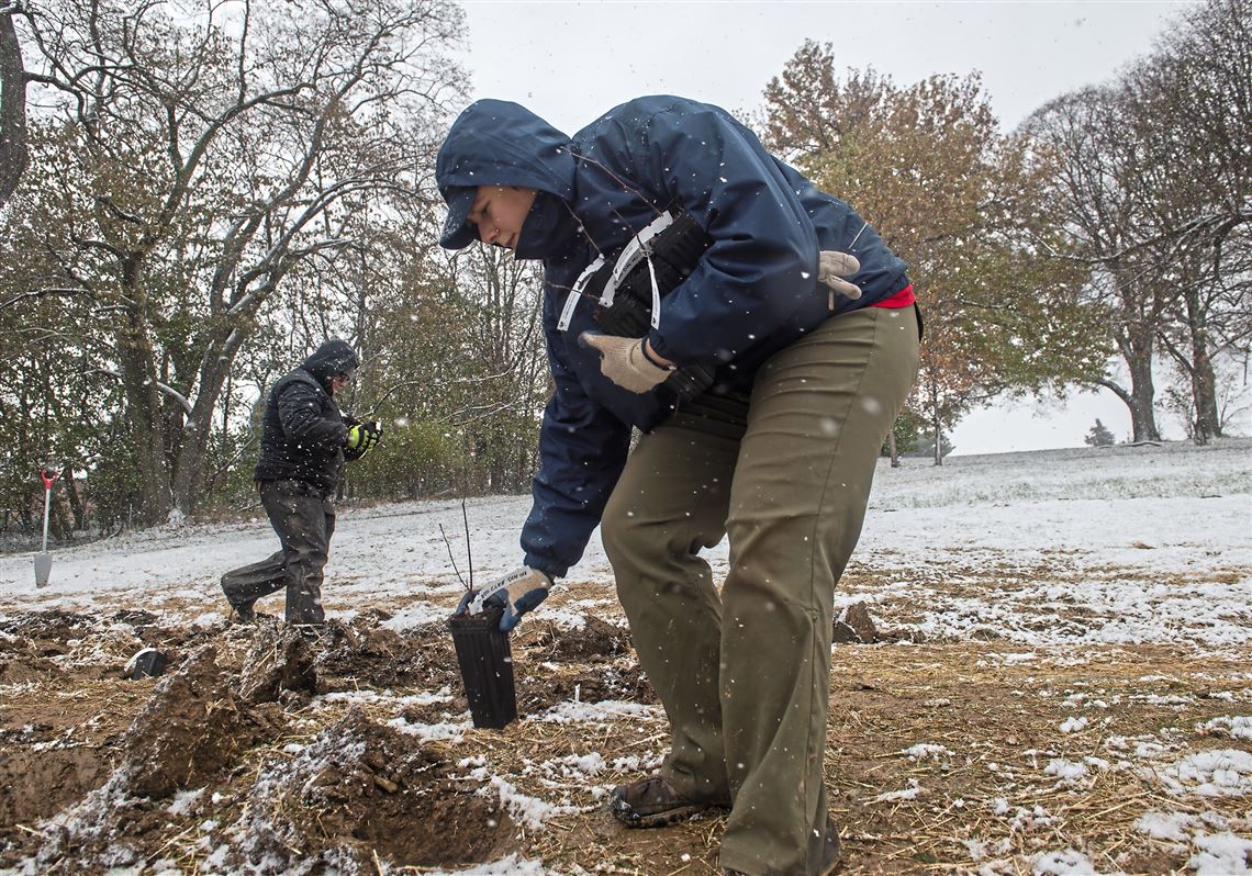 Schenley Park grove to become living laboratory to research trees' resistence to weather changes