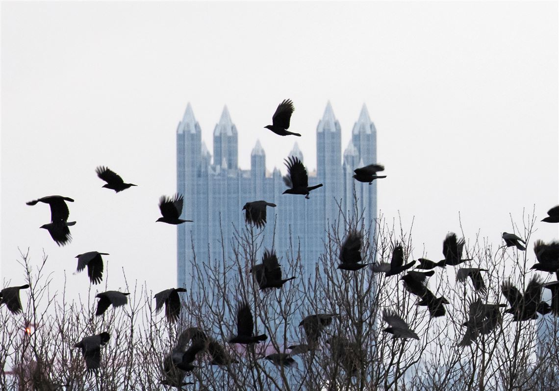 A Year With Blackie The Crow Pittsburgh Post Gazette