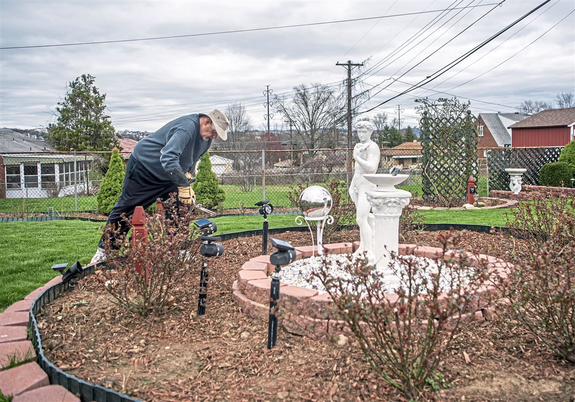 Prune Out Damaged Rose Stems  The Art & Science of Gardening