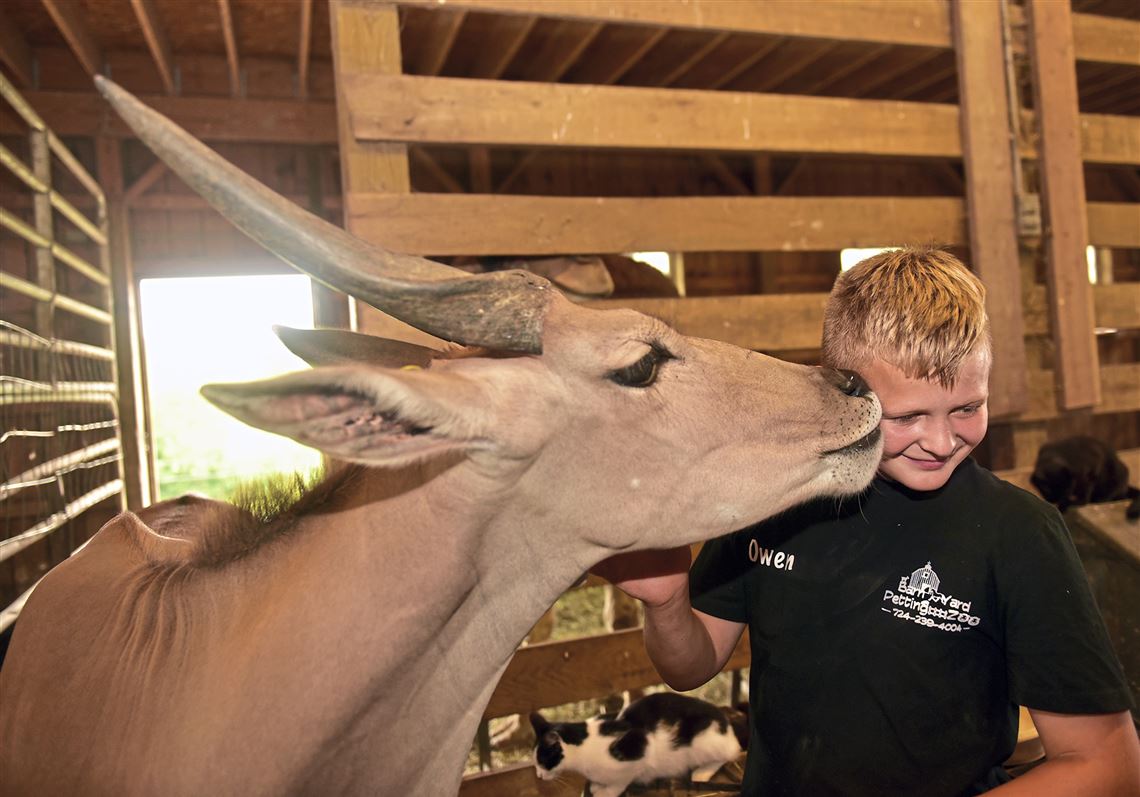 With Traveling Shows Off The Table Barnyard Petting Zoo Welcoming Visitors To Farm Pittsburgh Post Gazette