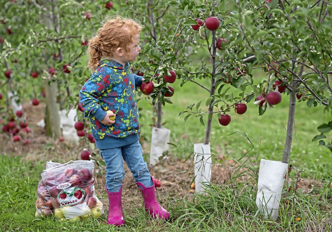 Marshall McIntosh - Adam's Apples