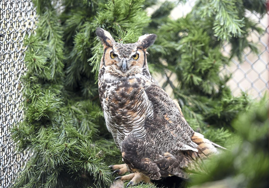 Pet Tales Spring Brings Baby Animals And Birds To Wildlife Center Pittsburgh Post Gazette