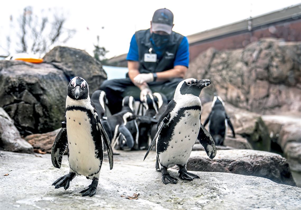 National Aviary has fish for penguins, Irish fare for us | Pittsburgh  Post-Gazette