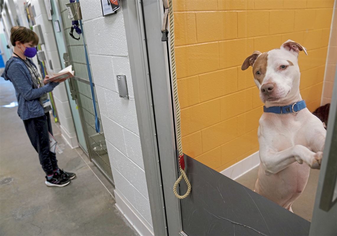 Pet Tales: Ready to adopt a dog? Humane Animal Rescue has lots | Pittsburgh  Post-Gazette