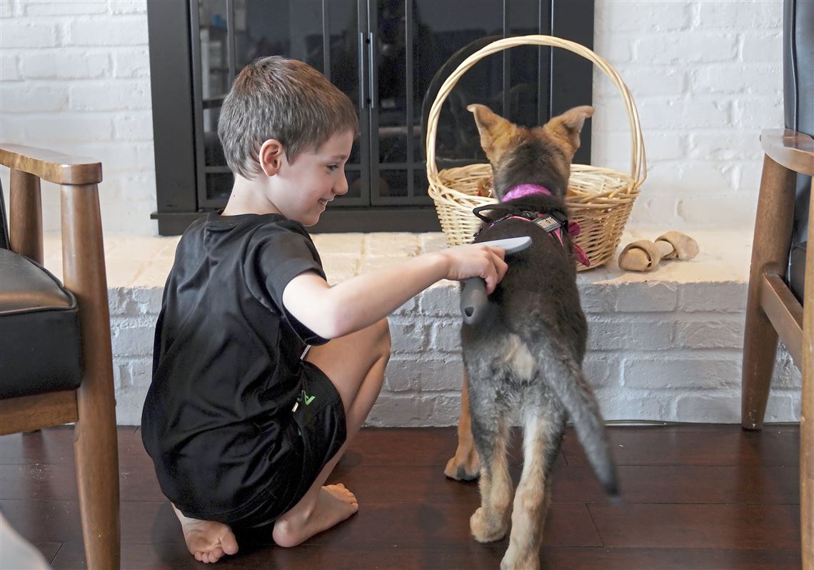 For Upper St. Clair boy with autism, the best therapy walks on four legs |  Pittsburgh Post-Gazette