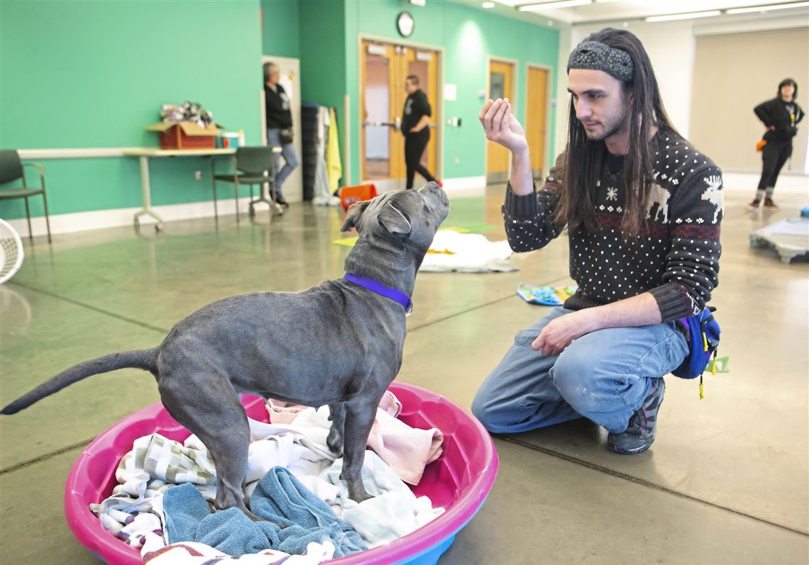Preparing pets for 'forever homes' is shelters' toughest trick | Pittsburgh  Post-Gazette