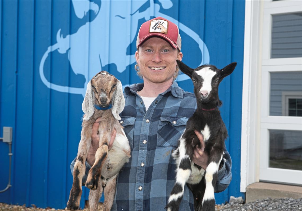 Goat Rodeo cheeses win 5 awards at PA Farm Show | Pittsburgh Post-Gazette