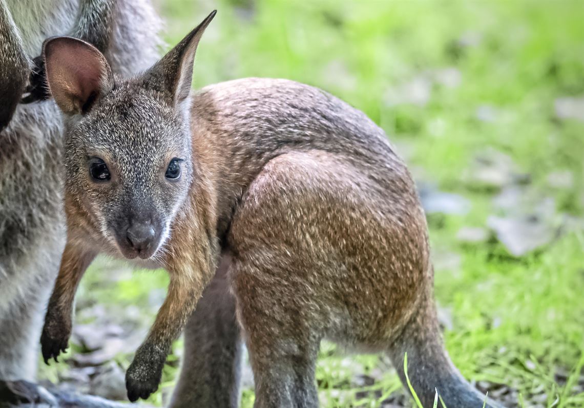 Wallaby joey at Pittsburgh Zoo is now a hopping 8-month-old | Pittsburgh  Post-Gazette