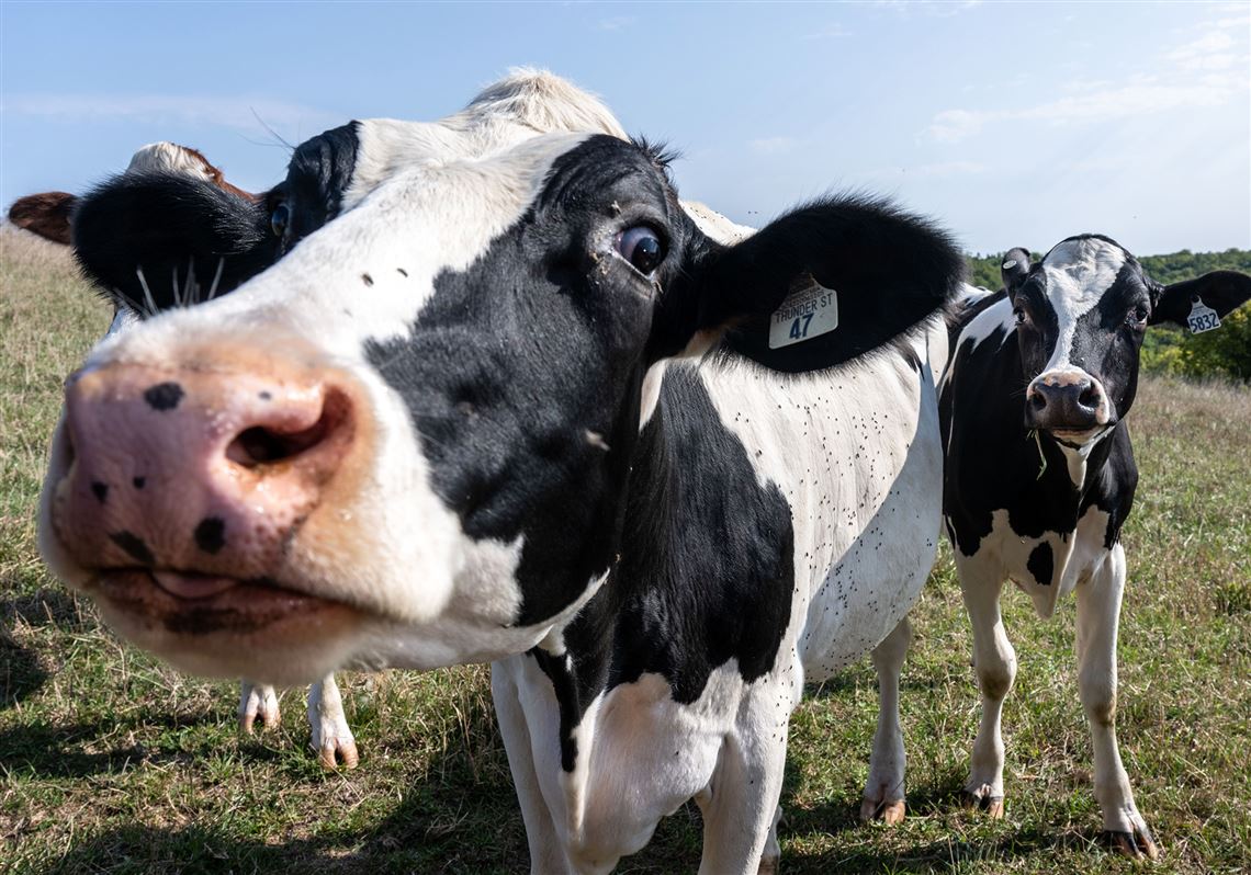 Specialty cheese Pittsburgh PostGazette