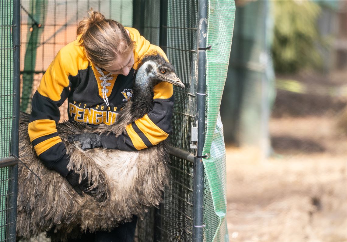 Bird flu devastates Cranberry’s Seggond Chance Farm, a sanctuary for misfit birds - Pittsburgh Post-Gazette