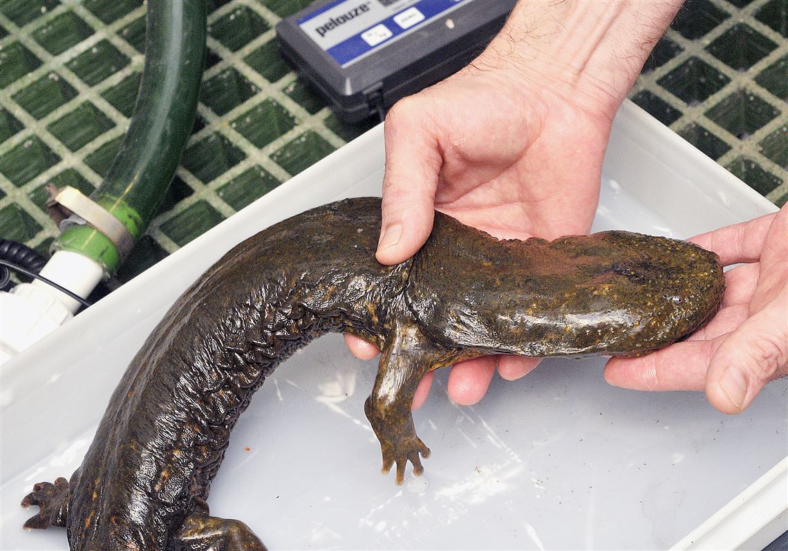 big water dog salamander