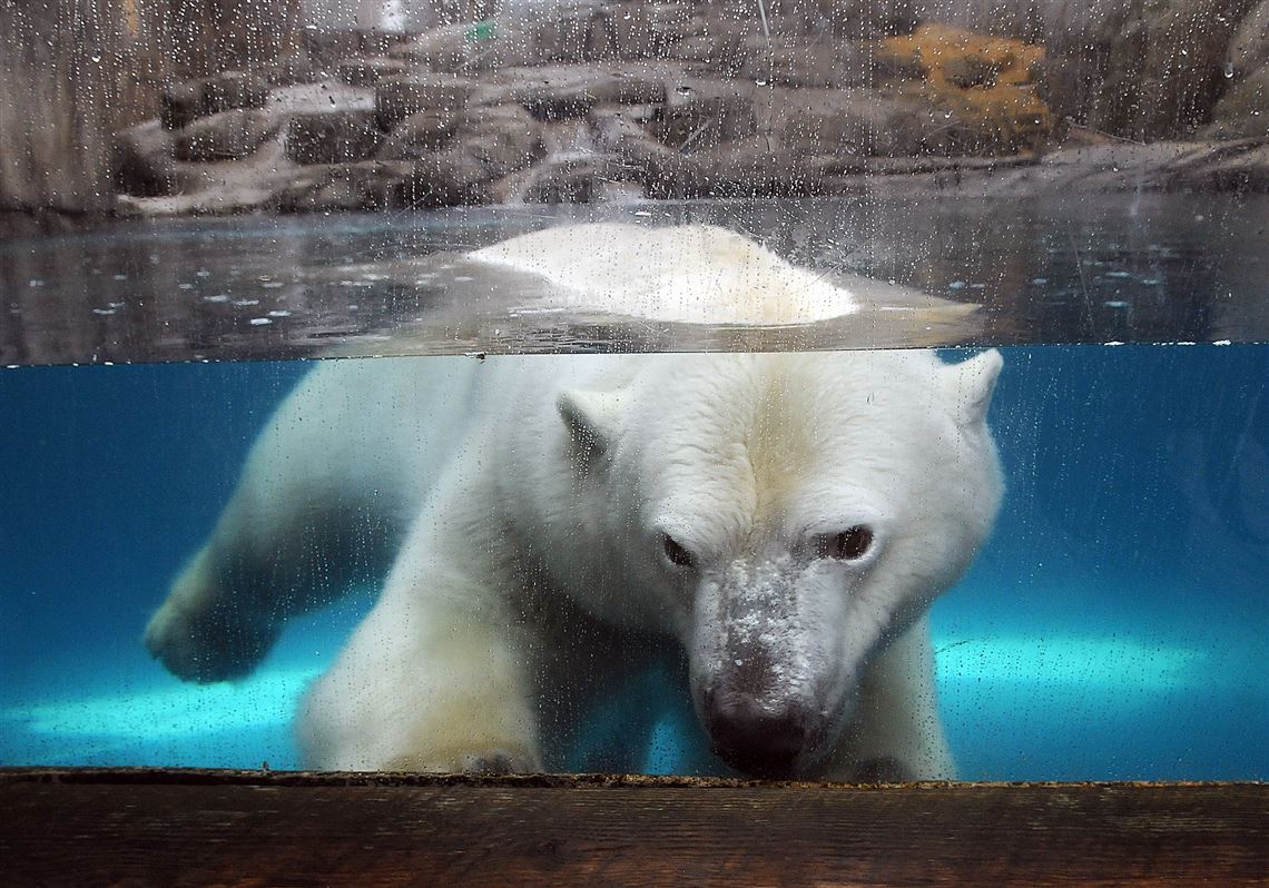 Why are there no polar bears at the Pittsburgh Zoo