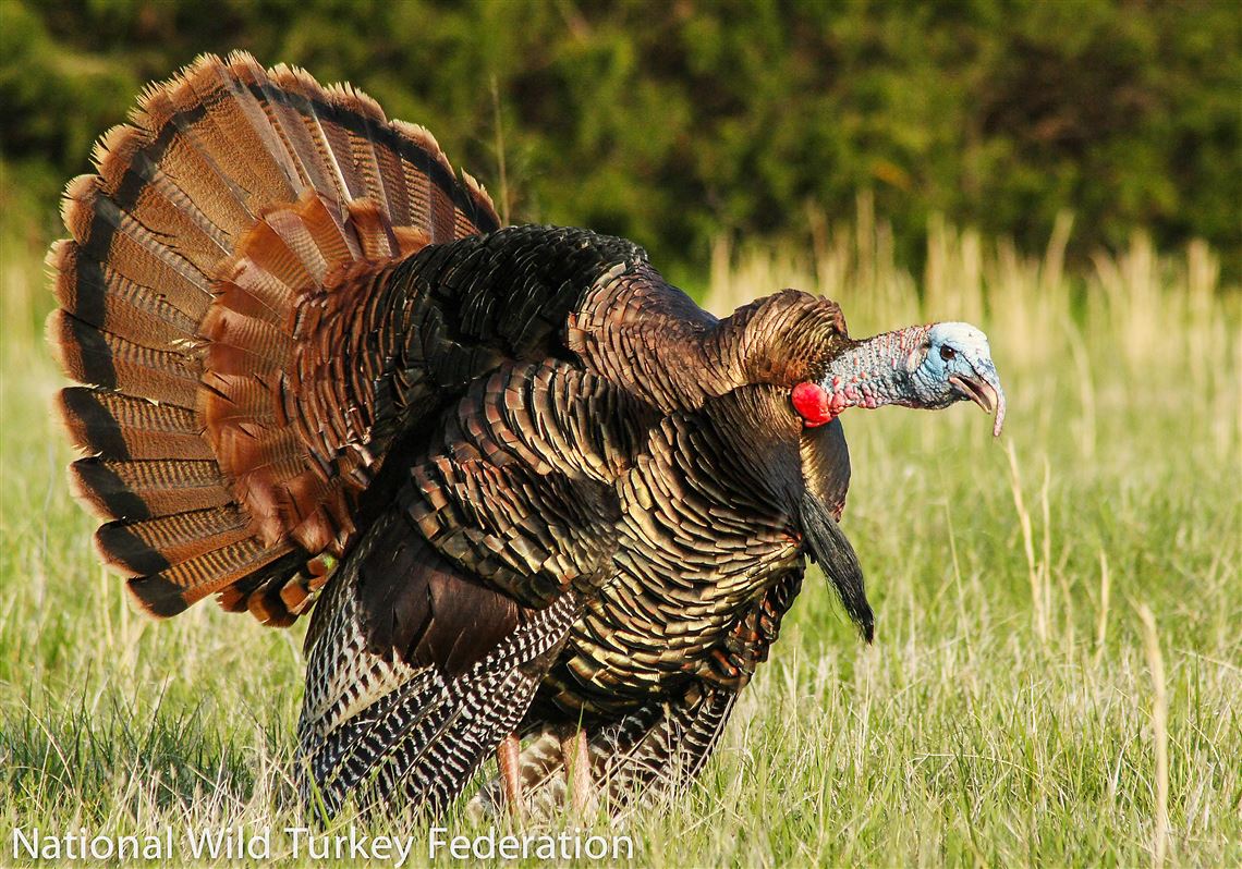 Turkeys and turkey hunters can share similar territorial obsessions ...