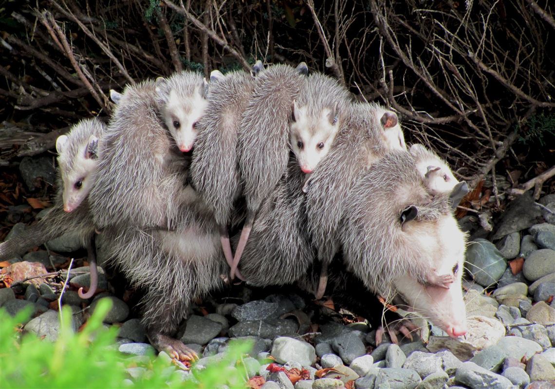 Sure they're ugly with rat-like tails, but opossums are beneficial and  building a fan base on Facebook | Pittsburgh Post-Gazette