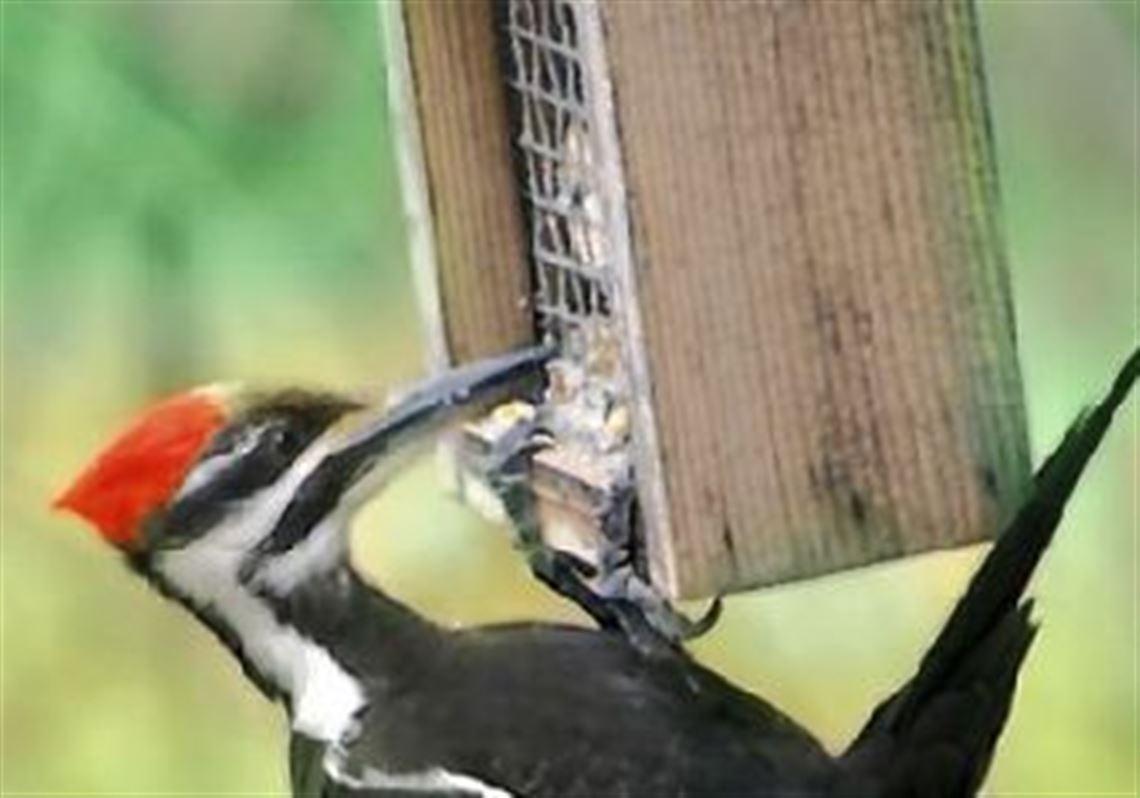 Getintonature Woodpeckers Really Go For Suet Pittsburgh Post