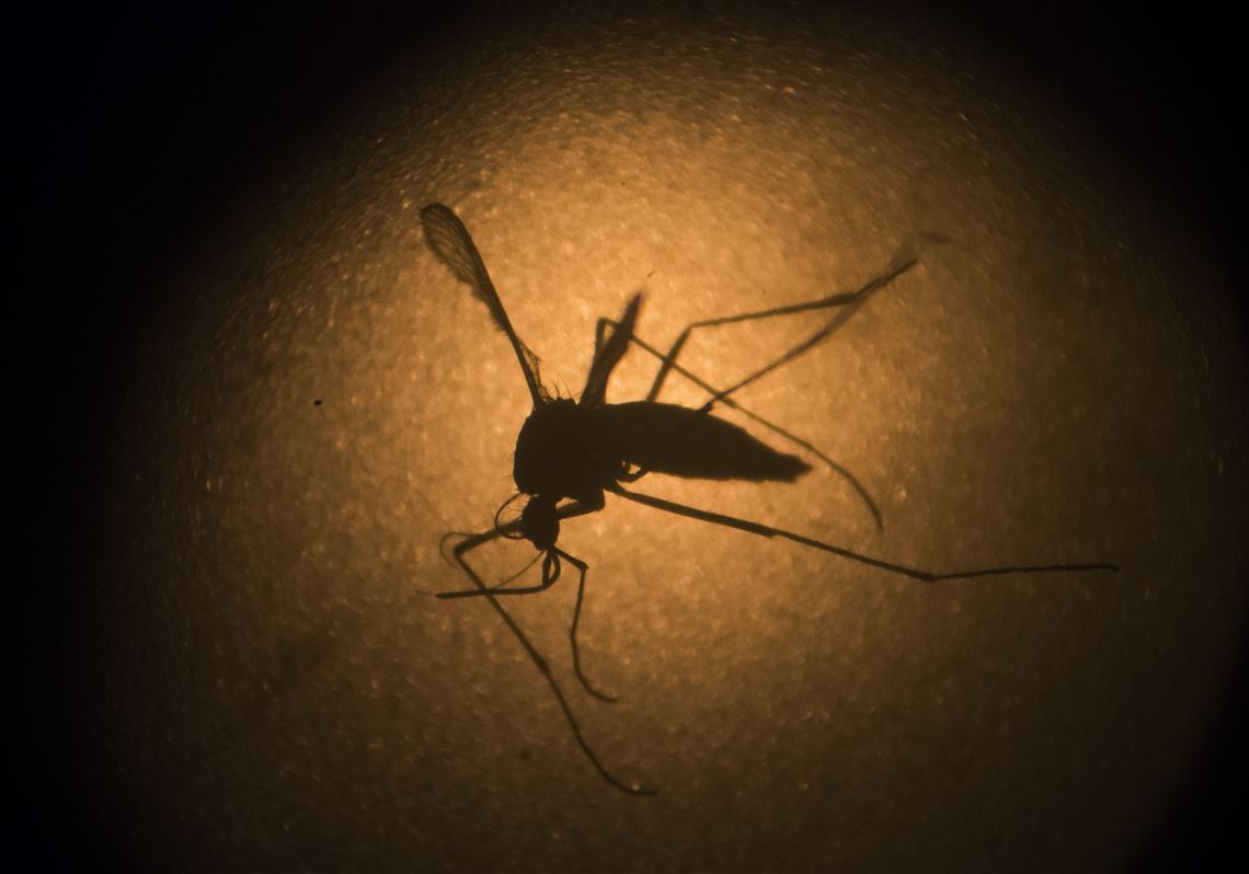 In this Jan. 27, 2016, file photo, an Aedes aegypti mosquito is photographed through a microscope at the Fiocruz institute in Recife, Pernambuco state, Brazil.