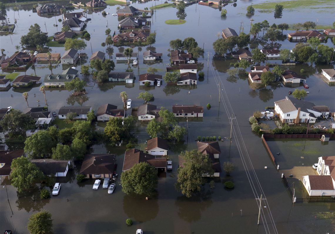Livestock stand  in floodwaters caused Tropical Storm Harvey in Port Arthur, Texas, Friday, Sept. 1, 2017. (AP Photo/LM Otero)