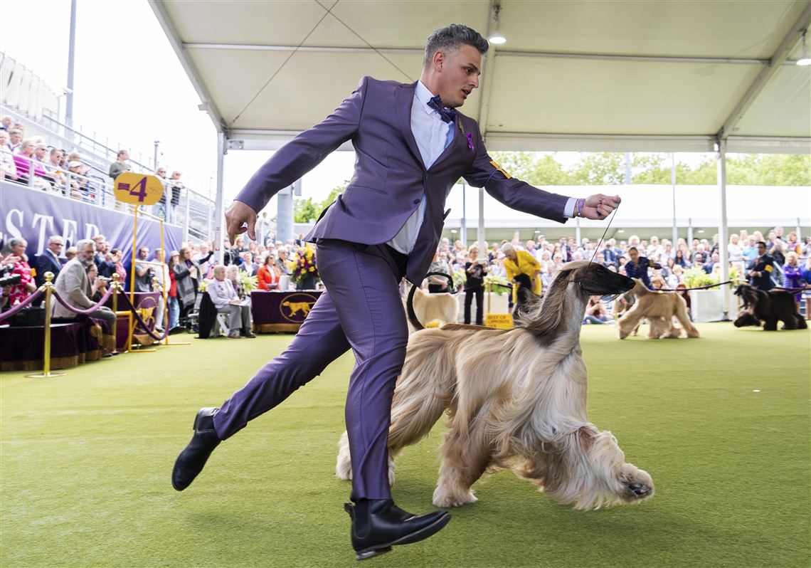 At Westminster dog show, a display of dogs and devotion | Pittsburgh  Post-Gazette