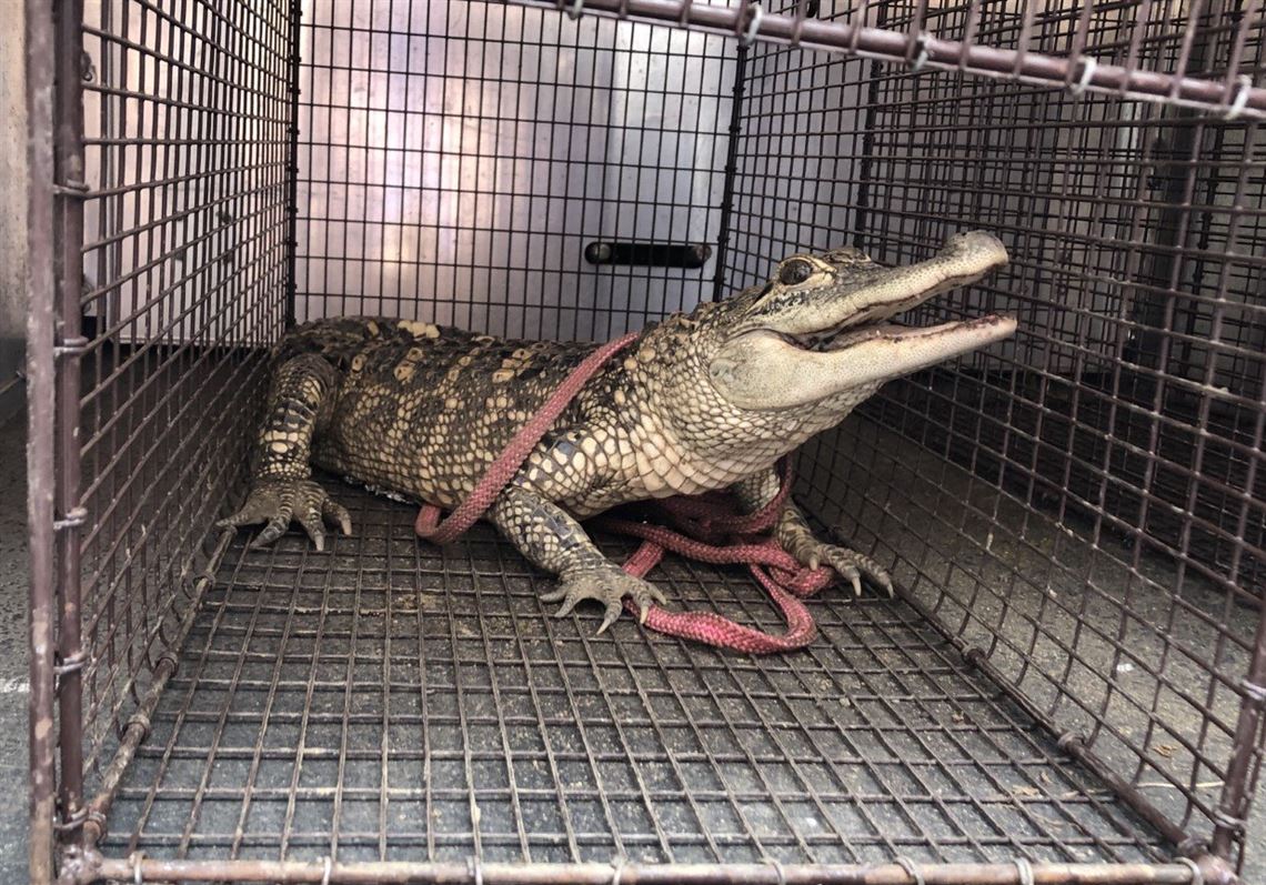 Wandering alligator captured in South Side park