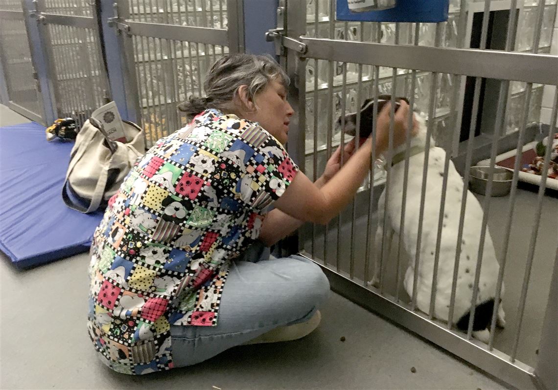 Volunteers comfort shelter dogs through the Fourth of July fireworks