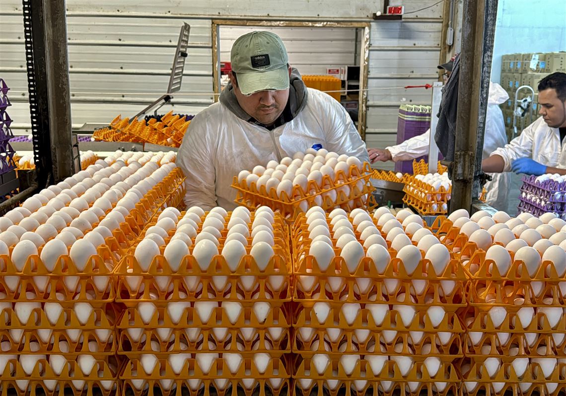 Avian Flu Is Devastating Farms In California S Egg Basket As   Avian Flu California 1706927512 