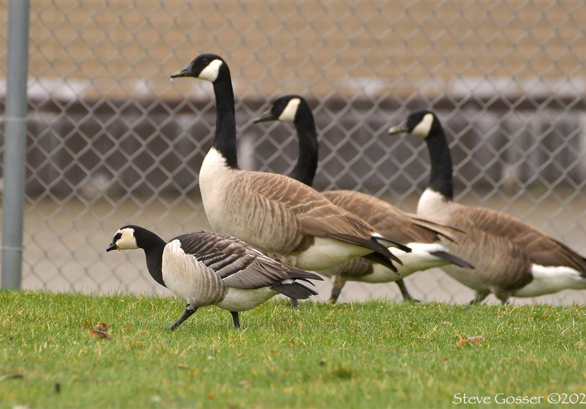 Goose