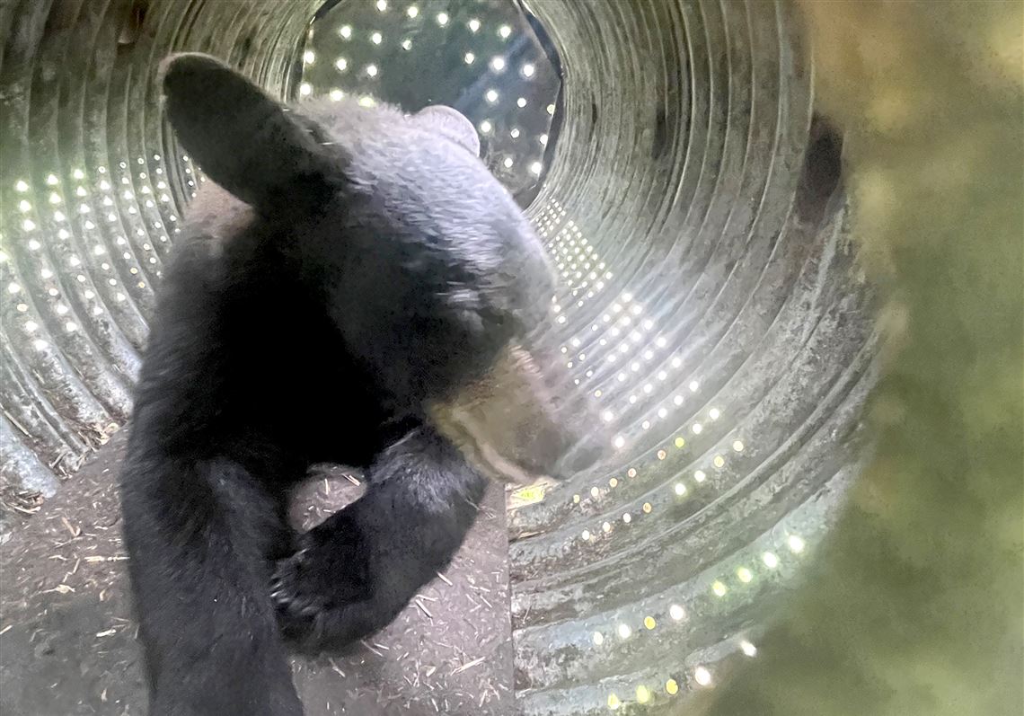 Bear in Nursing Home: Indiana County Cake Incident - News Directory 3