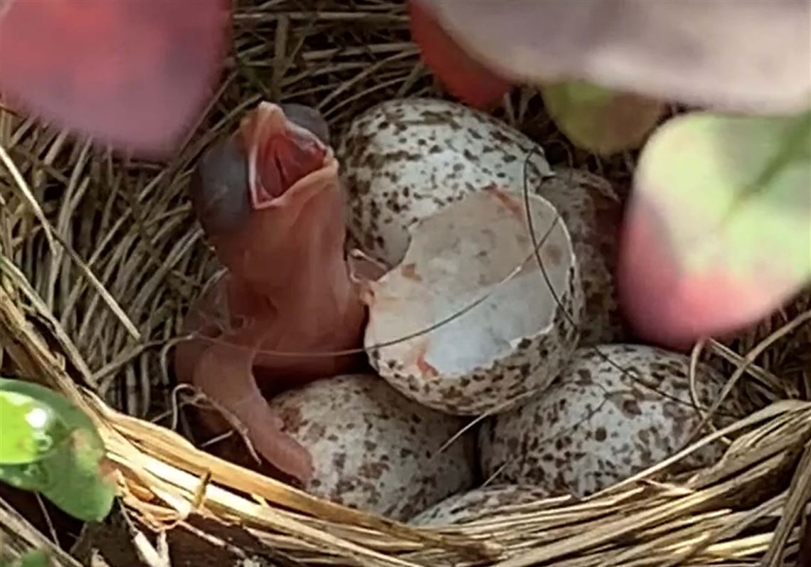 Us Baby Birds Join Our Families For A Moment Then They Grow Up Pittsburgh Post Gazette