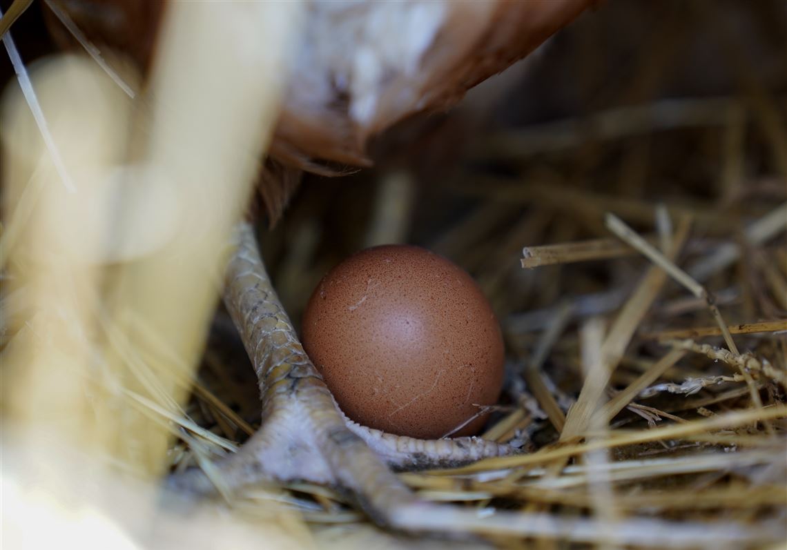 Bird flu still taking toll on industry as 1.35 million chickens are being killed on an Ohio egg farm