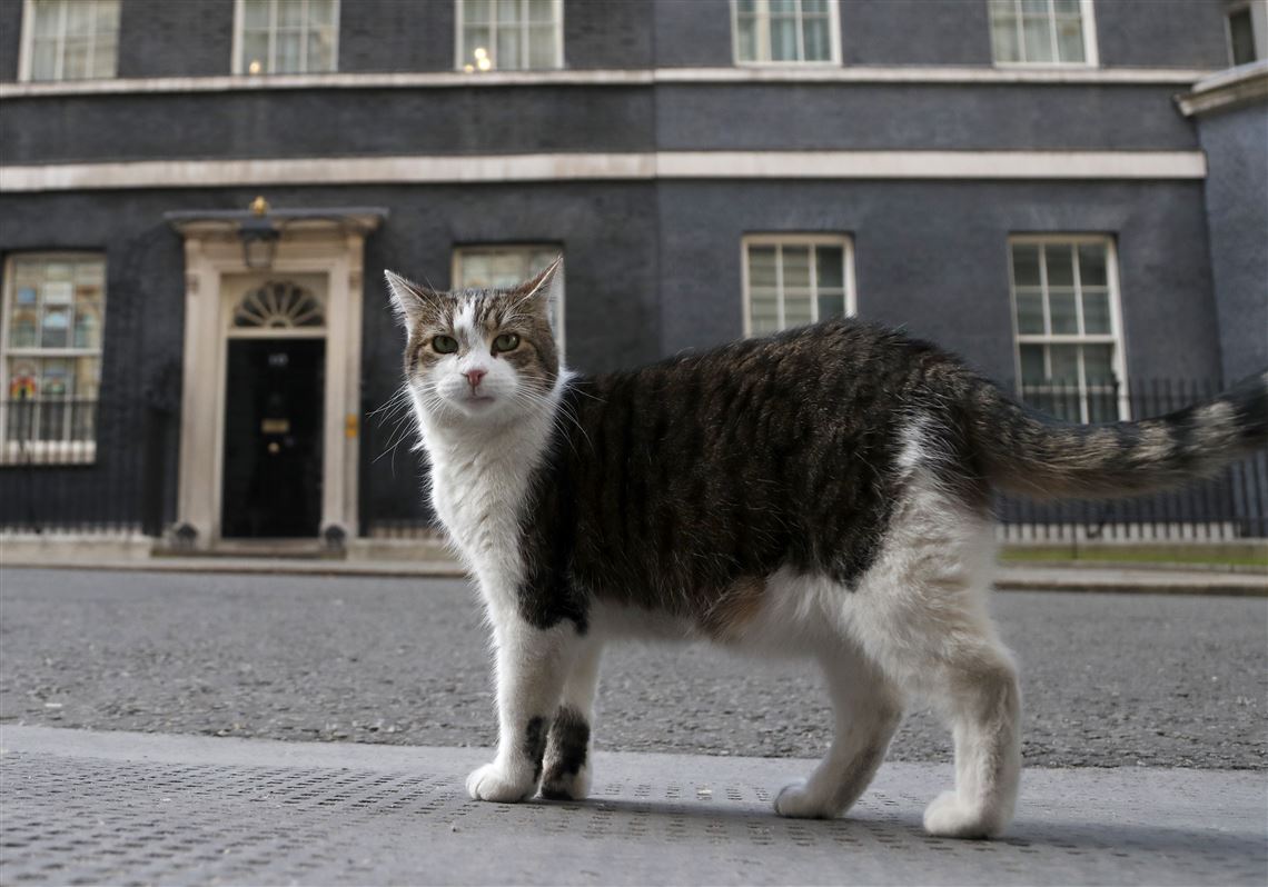 Larry The Cat U K S Chief Mouser Celebrates 10 Years On The Prowl At   Britain Larry The Cat 1613439167 