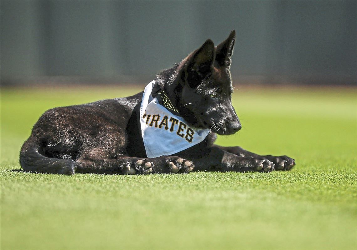 Bucco will be chasing flies Sunday and Monday at PNC Park