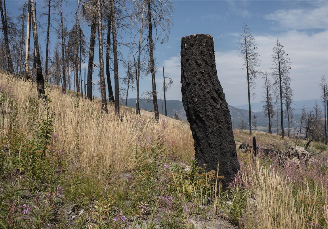 A slice of forest that was scorched by fire in 2021, in West Kelowna, British Columbia, Canada, on July 21, 2023. A nearby section of forest was relatively unscathed after Indigenous fire prevention practices were applied there.